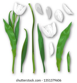 Set for design. Disassembled white tulip flower with shadows. Petals, stem and leaves