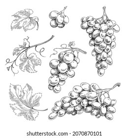 Set of design elements with grapes, grapes and leaves. Vector black and white hand drawn sketch illustration of grape collection isolated on white background. Retro style.