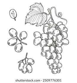 Conjunto de elementos de design com uvas, uvas e folhas. Vetor preto e branco desenhado à mão esboço ilustração da coleção de uvas isolado no fundo branco.