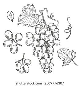 Conjunto de elementos de design com uvas, uvas e folhas. Vetor preto e branco desenhado à mão esboço ilustração da coleção de uvas isolado no fundo branco.