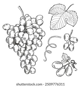 Conjunto de Elementos de diseño con uvas, uvas y hojas. Vector blanco y negro dibujado a mano ilustración de boceto de colección de uva aislado sobre fondo blanco.