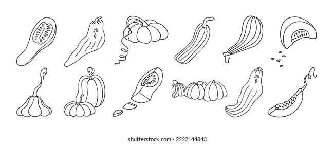 Set of design elements, isolated on white background. Autumn design template, hand drawn pumpkins, flat vector illustration