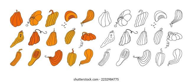 Set of design elements, isolated on white background. Autumn design template, hand drawn pumpkins, flat vector illustration