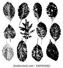 Set of design elements leaaf isolated on white background. collection various of leaves. Decorative elements for design. Vector illustration.