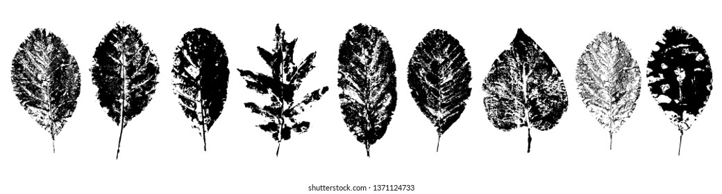 Set of design elements leaaf isolated on white background. collection various of leaves. Decorative elements for design. Vector illustration.