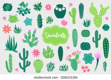 Set of design elements with opuntia, echinocactus, aloe and other cactuses and succulents. Perfect for summer greeting cards