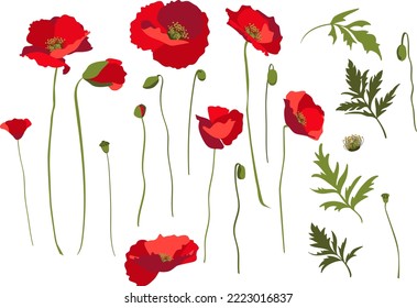 Set of design elements, rep poppy flowers, stems and leaves. Isolated on white background