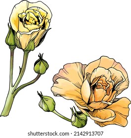 Set of design elements: rose flowers