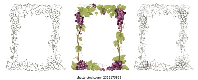 Set of design elements with vine. Vector graphic illustration, frames for wine label design.	