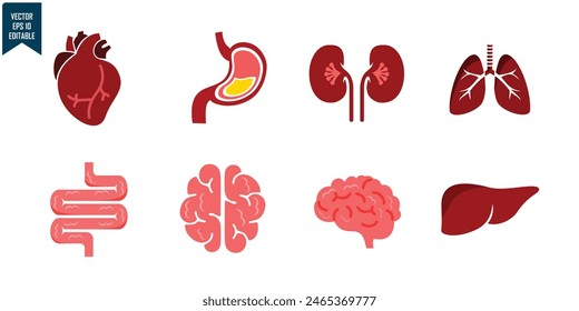 set design of human organs, heart, liver, stomach, intestines, kidneys, lungs, brain, outline style, solid and colored, editable vector eps 10.