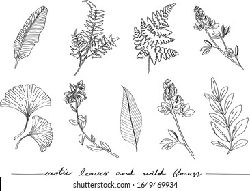 Set of detailed botanical drawings of banana, ginkgo, olive and  fern leaves. Hand drawn wild flowers&exotic leaves isolated Vector illustration. Botanical leaves vector.