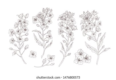 Set of detailed botanical drawings of blooming rapeseed, canola or mustard flowers. Bundle of crop or cultivated plant drawn with contour lines on white background. Realistic vector illustration.