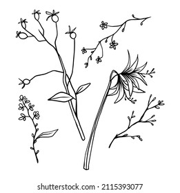 Set of detailed botanical drawings of flowers, ferns and succulent plants isolated on white background. Bundle of floral decorations hand drawn with contour lines