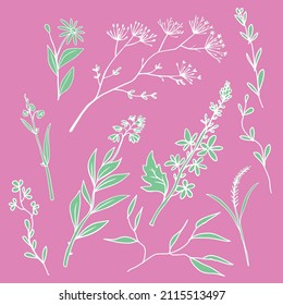 Set of detailed botanical drawings of flowers, ferns and succulent plants isolated on pink background. Bundle of floral decorations hand drawn with contour lines. Elegant natural illustration