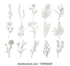 Set of detailed botanical drawings of flowers, ferns and succulent plants isolated on white background. Bundle of floral decorations hand drawn with contour lines. Elegant natural vector illustration.