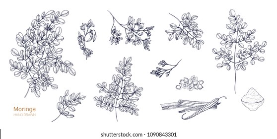 Set of detailed botanical drawings of Moringa oleifera leaves, flowers, seeds, fruits. Bundle of parts of tropical plant hand drawn with black contour lines on white background. Vector illustration