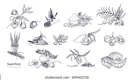 Set of detailed drawings of superfoods. Fruits, berries, seeds, root crops, leaves and powder drawn with contour lines on white background. Healthy and wholesome food. Monochrome vector illustration.