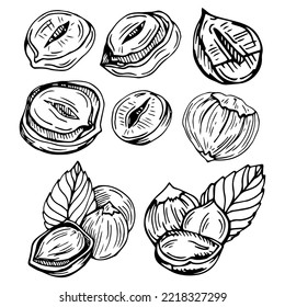 Set of detailed hand drawn hazelnuts isolated on white background. Vector illustration.