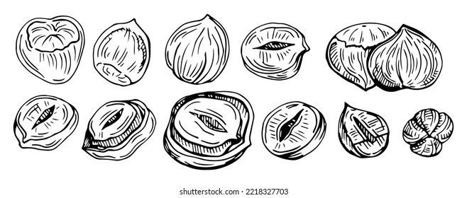 Conjunto detallado de avellanas dibujadas a mano aisladas en fondo blanco. Ilustración vectorial.