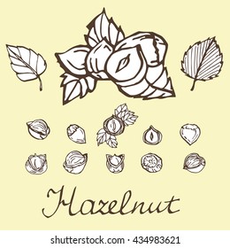 Set of detailed hand drawn hazelnuts isolated on white background. Vector illustration.