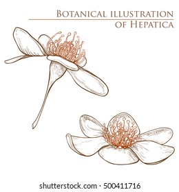 Set of detailed hand drawn illustrations of Hepatica Nobilis. Vector element for design, decor, prints, web, polygraphy, tattoo, t-shirt