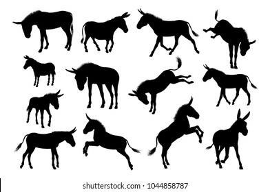 A set of detailed high quality donkey farm animal silhouettes 