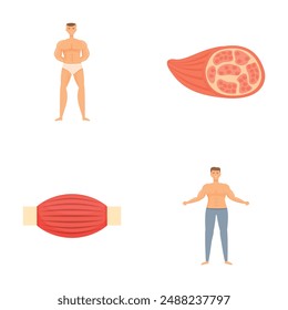 Set of detailed illustrations showcasing human muscular system and isolated muscle anatomy