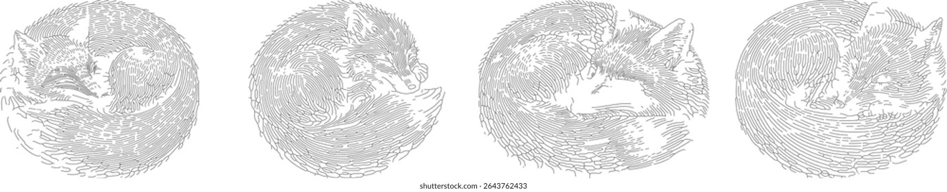 Set of detailed line drawing vector designs featuring a sleeping fox curled up in a peaceful pose, black outline art perfect for nature