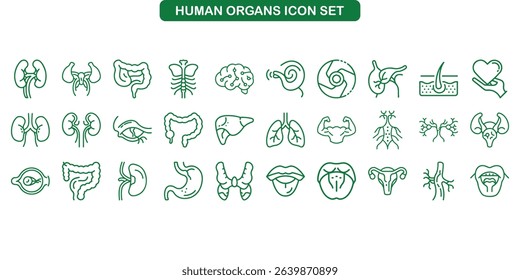 A set of detailed outline illustrations in green featuring various human organs, ideal for medical or anatomical designs on transparent background.