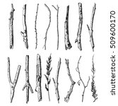 Set of detailed and precise ink drawing of wood twigs, forest collection, natural tree branches, sticks, hand drawn driftwoods forest pickups bundle. Rustic design, classic drawing elements. Vector. 