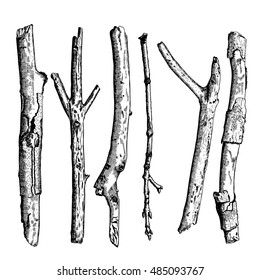 Set of detailed and precise ink drawing of wood twigs, forest collection, natural tree branches, sticks, hand drawn driftwoods forest pickups bundle. Rustic design, classic drawing elements. Vector. 