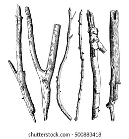 Set of detailed and precise ink drawing of wood twigs, forest collection, natural tree branches, sticks, hand drawn driftwoods forest pickups bundle. Rustic design, classic drawing elements. Vector. 