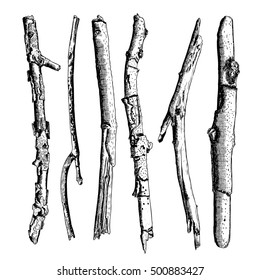 Set of detailed and precise ink drawing of wood twigs, forest collection, natural tree branches, sticks, hand drawn driftwoods forest pickups bundle. Rustic design, classic drawing elements. Vector. 