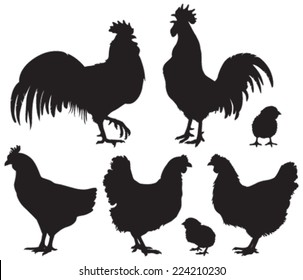 Set of detailed quality vector silhouettes of chickens - hens, roosters and baby chicks. Vector Illustrations.