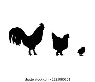 Set of detailed quality vector silhouettes of chickens. Domestic farm birds in different ages and males. Symbol of chicken meat, eggs.