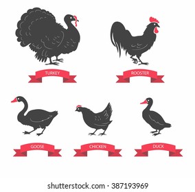 Set of detailed quality vector silhouettes of chicken, rooster, goose, turkey, duck.  Vector Illustrations isolated on white background.