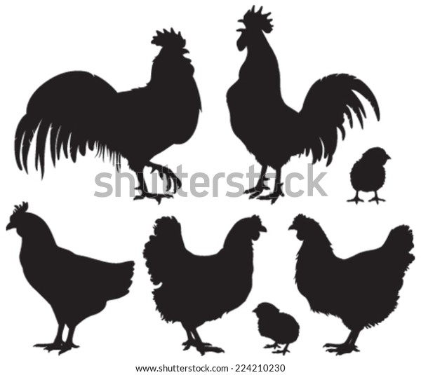 Set Detailed Quality Vector Silhouettes Chickens Stock Vector (Royalty