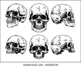 Set of detailed skull