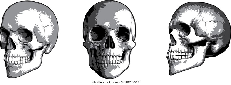 Set of detailed skull head vector illustration. Black and white human skull with jaw. Human skull isolated on white background. Design element for poster, card, banner, t shirt, emblem, sign