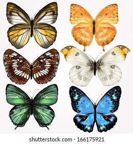 Set of  detailed  vector butterflies for design 