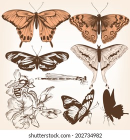 Set of detailed  vector butterflies for design
