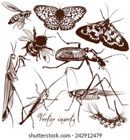 Set of detailed vector insects for design