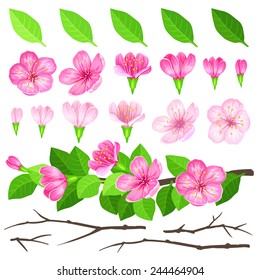 Set of details to compiling spring blossom trees. Vector.