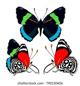 set Diaethria clymena Butterfly is tropical  vector illustration