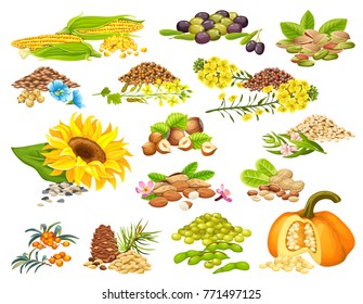 Set diet of nuts and seeds. Isolated vector illustration.