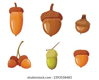 Set of different acorns. Vector illustration 