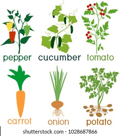 Set of different agricultural vegetable plants with fruits