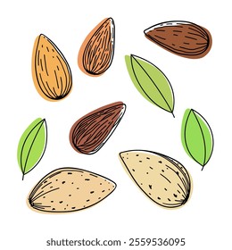 A set of different almond nuts with leaves hand-painted isolated on a white background, color illustration with outline. Decorative modern multicolored element for decoration, labels, design, flat 