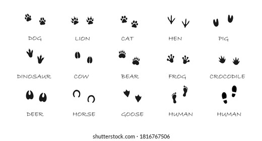 Set of different animal footprints with names. Wild animals and pets traces. Human footprints. Hunting guide.