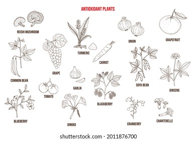 Set of different antioxidant plants. Hand drawn botanical vector illustration